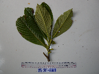 Saurauia conferta image