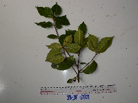 Ficus adenosperma image