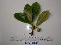 Saurauia conferta image