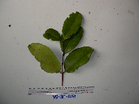 Syzygium furfuraceum image