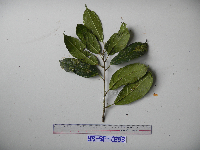 Ficus wassa image