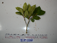 Ficus wassa image