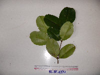 Syzygium furfuraceum image