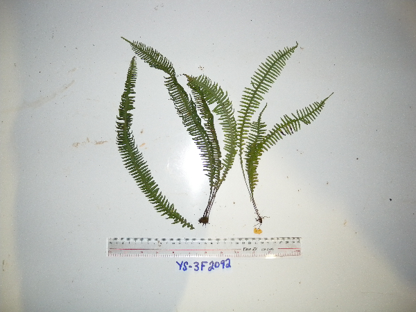 Prosaptia venulosoides image