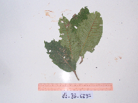 Elaeocarpus dolichostylus image