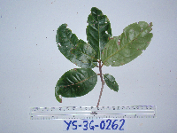 Syzygium acuminatissimum image