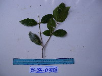 Syzygium acuminatissimum image