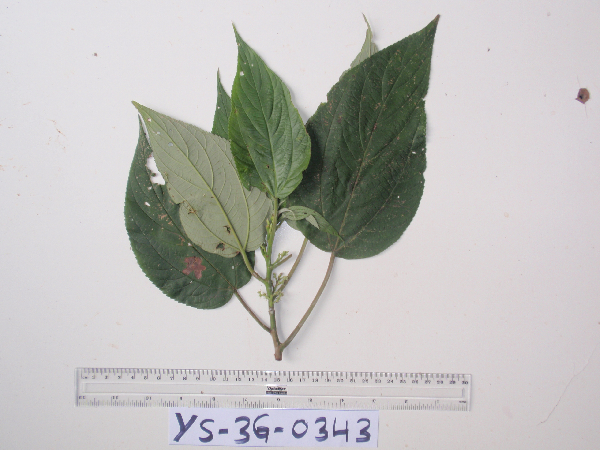 Pipturus argenteus image