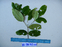 Syzygium acuminatissimum image