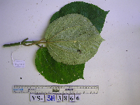 Dendrocnide cordata image