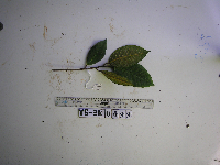 Ficus adenosperma image