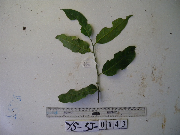 Perrottetia alpestris image