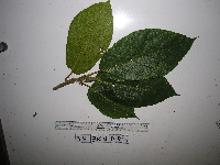 Ficus iodotricha image