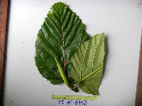 Ficus dammaropsis image
