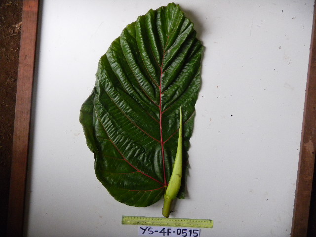 Ficus dammaropsis image
