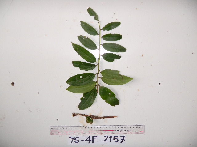 Dimorphanthera denticulifera image