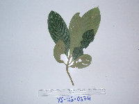 Saurauia conferta image