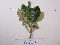 Saurauia conferta image