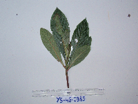 Saurauia conferta image