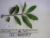 Elaeocarpus angustifolius image