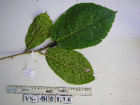 Ficus iodotricha image