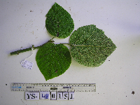 Dendrocnide cordata image