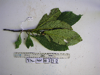 Saurauia conferta image