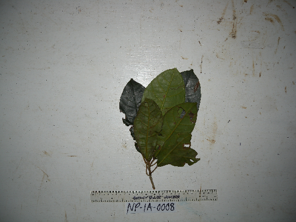 Ficus casearioides image