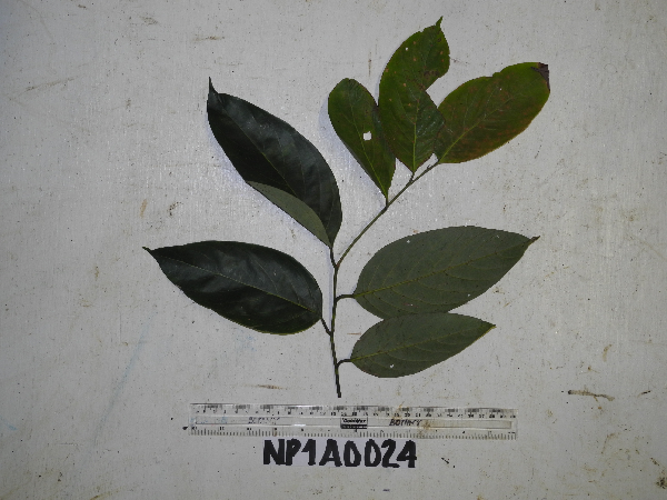 Sphaerostephanos novoguineensis image
