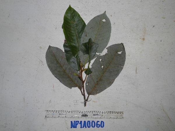 Magnolia image