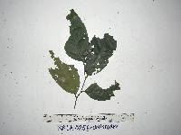 Prunus gazelle-peninsulae image