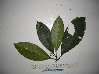 Eumachia leptothyrsa image