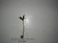 Image of Hydnophytum radicans