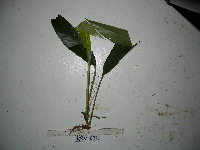 Rhaphidophora schlechteri image