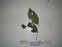 Gnetum latifolium image