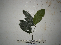 Gnetum latifolium image