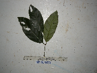 Gnetum latifolium image