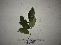 Gnetum latifolium image