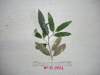 Myristica lancifolia image
