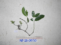 Gnetum latifolium image