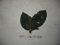 Sterculia ampla image