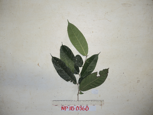 Ficus subcaudata image