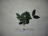 Salacia chinensis image
