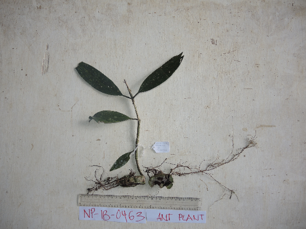 Hydnophytum radicans image