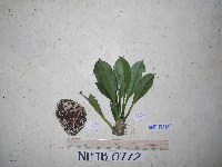 Image of Hydnophytum moseleyanum