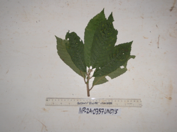 Psychotria image