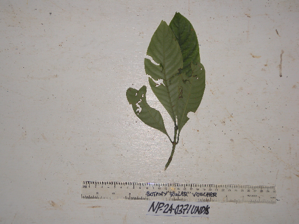 Psychotria leiophloea image