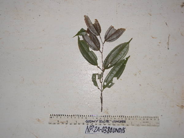 Ziziphus angustifolia image