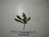 Image of Uromyrtus archboldiana