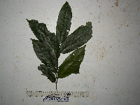 Drepananthus obtusifolius image